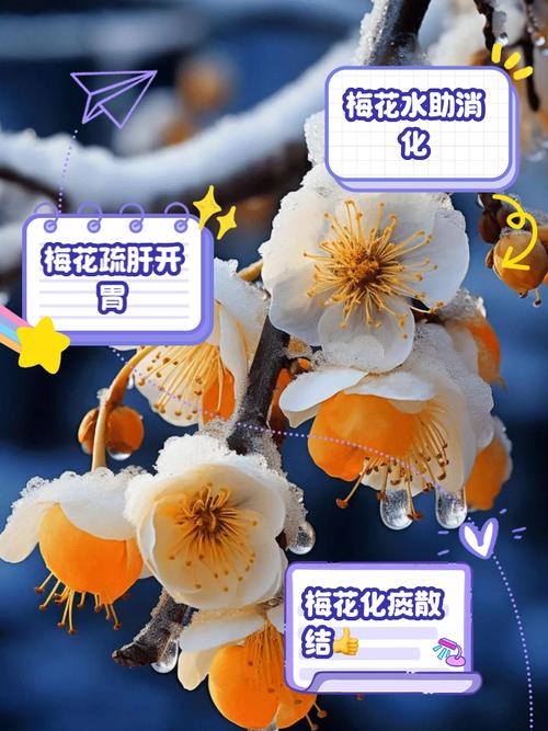 揭秘梅花视频1.5.2免费版隐藏功能,让你大开眼界 揭秘梅花视频1.5.2免费版隐藏功能,让你大开眼界