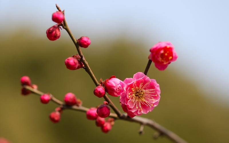 揭秘梅花视频1.5.2免费版隐藏功能,让你大开眼界 揭秘梅花视频1.5.2免费版隐藏功能,让你大开眼界