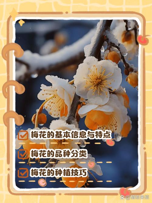揭秘梅花视频1.5.2免费版隐藏功能,让你大开眼界 揭秘梅花视频1.5.2免费版隐藏功能,让你大开眼界