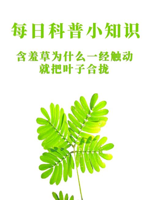 含羞草实验室1.0安卓版高效解决方案深度解析如何快速入门