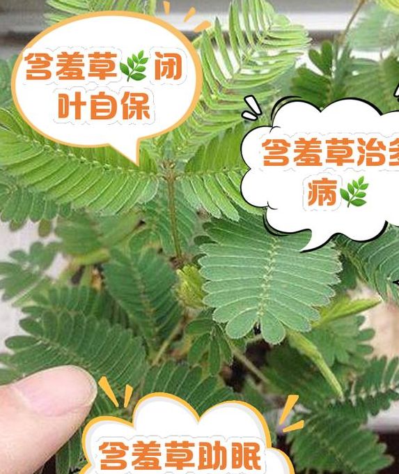 含羞草实验研所的秘密你知道它能改善空气质量吗？