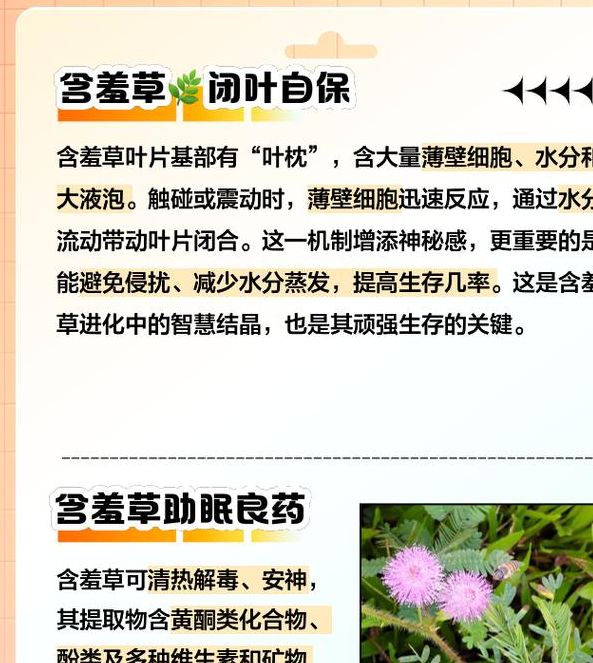 含羞草实验研所的秘密你知道它能改善空气质量吗？