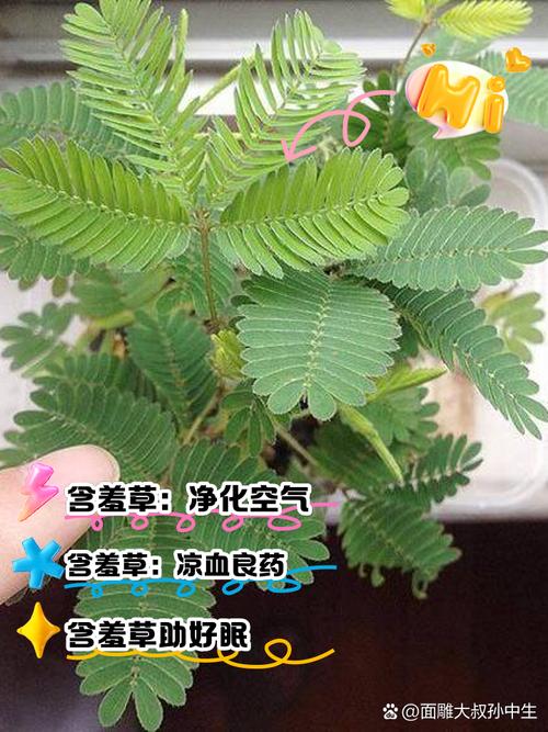 含羞草实验研所的秘密你知道它能改善空气质量吗？