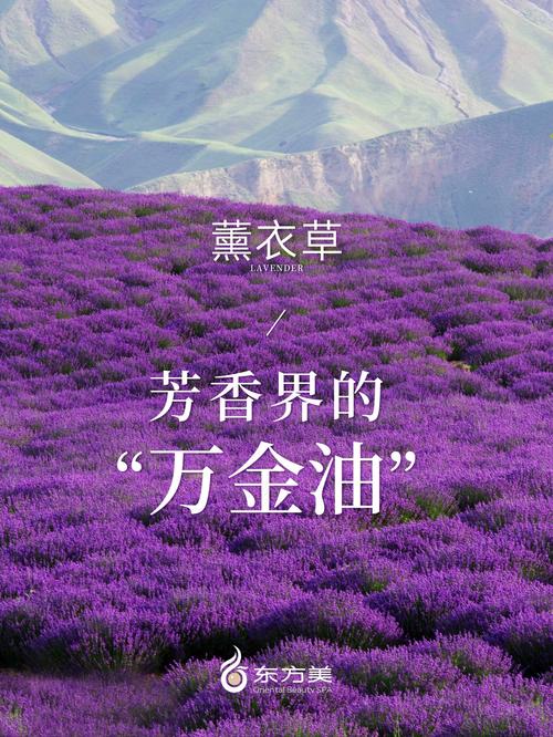 免费下载薰衣草研究所1.0.4安卓版，提升健康知识储备