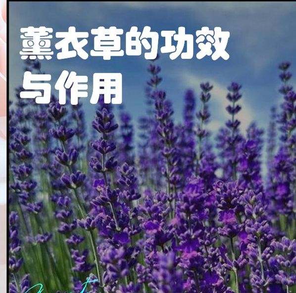 免费下载薰衣草研究所1.0.4安卓版，提升健康知识储备