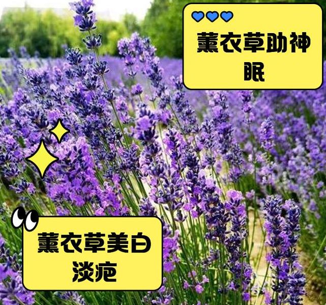 免费下载薰衣草研究所1.0.4安卓版，提升健康知识储备