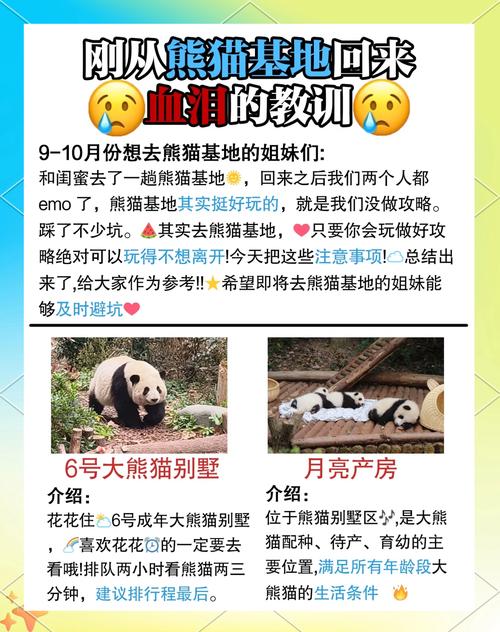 熊猫视频最新版必知技巧解锁隐藏功能，提升观看体验！