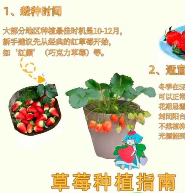 揭示51草莓背后的秘密成长如何优化种植技术提高收益