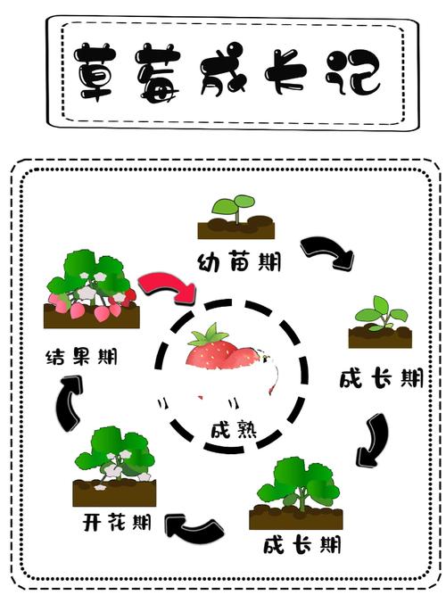 揭示51草莓背后的秘密成长如何优化种植技术提高收益