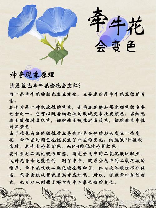梦见牵牛花开预示哪些？解读梦境象征与运势变化