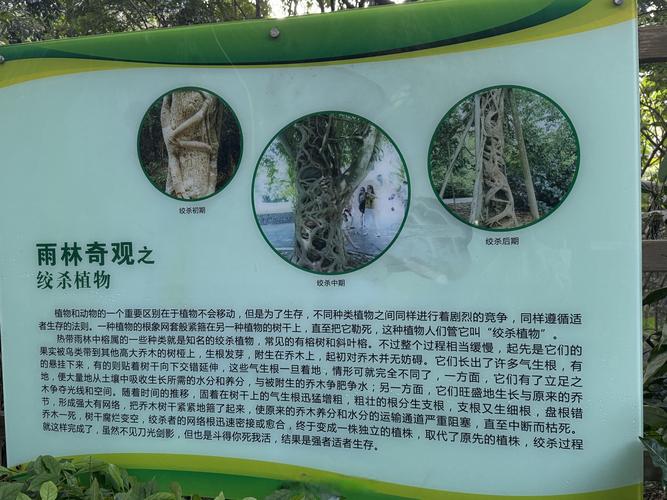 揭秘梦见攀缘植物的心理暗示提升你的生活幸福感