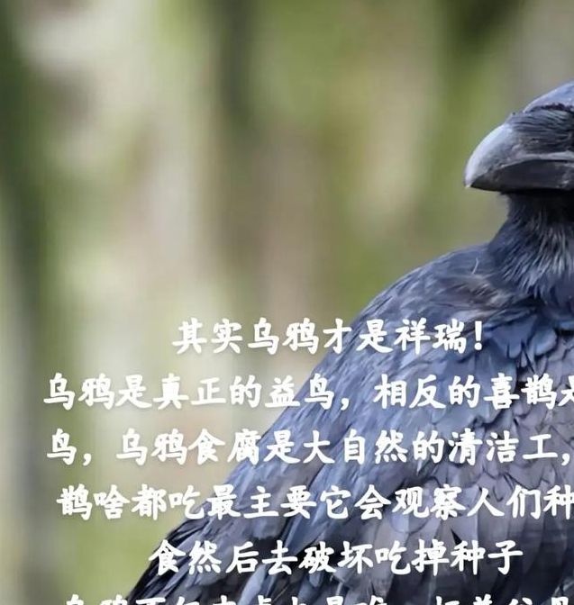 梦见乌鸦寓意背后如何解读你的潜意识信号？
