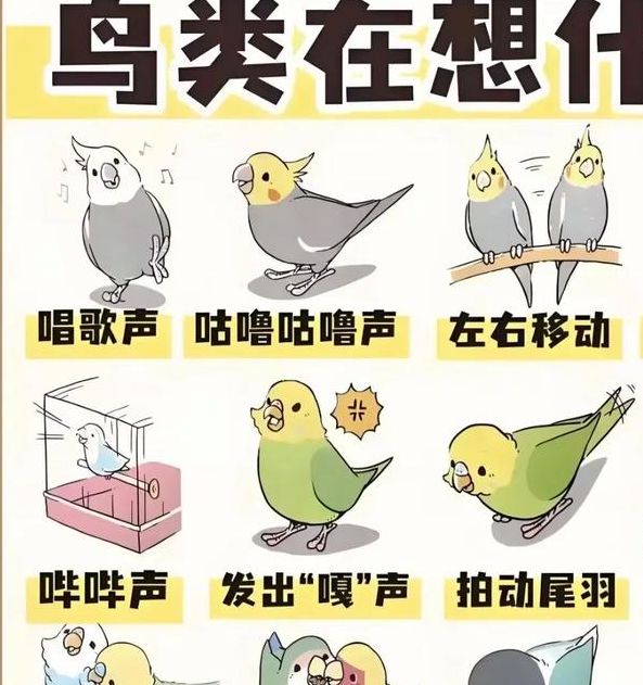 梦见鹦鹉的象征意义及心理解析如何理解梦境暗示?