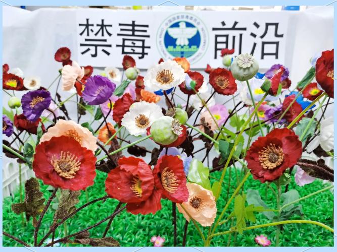 梦见罂粟花象征着哪些?解读梦境背后的潜在意义 梦见罂粟花象征着哪些?解读梦境背后的潜在意义