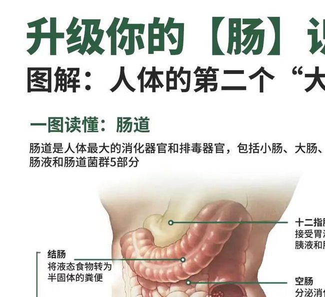 梦见肠子暗示哪些？揭开潜藏心理的秘密旅程