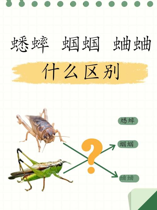 梦见蛐蛐代表哪些寓意？解读梦境与现实的对照分析