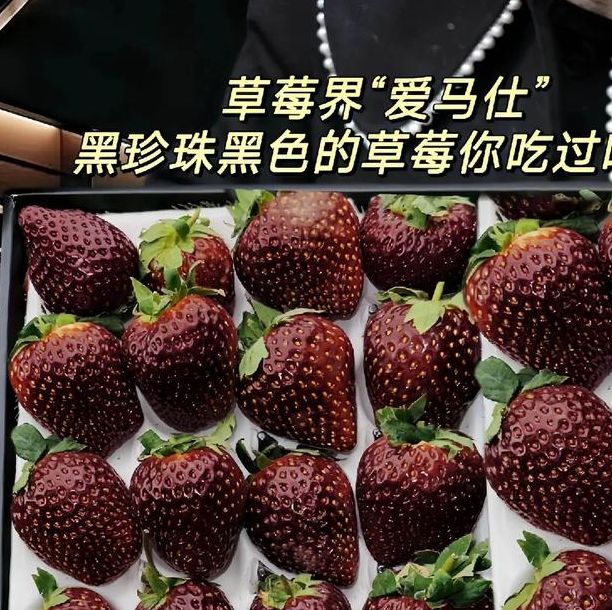 梦见黑草莓象征意义揭秘从心理分析到生活启示 梦见黑草莓象征意义揭秘从心理分析到生活启示