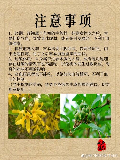春季花卉连翘的药用部位在哪里？揭秘其神奇功效！
