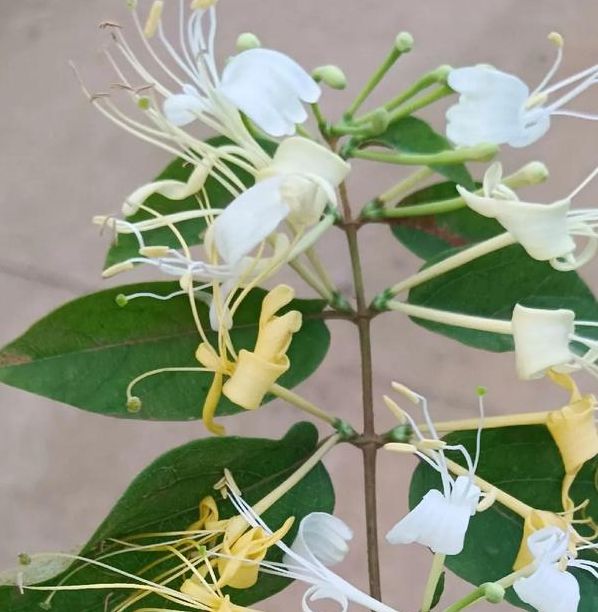 揭秘梦见金银花的10种象征意义，专家解读必看