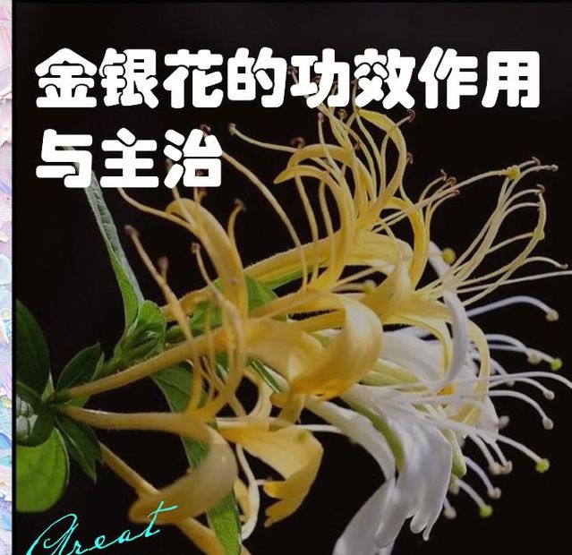 揭秘梦见金银花的10种象征意义，专家解读必看