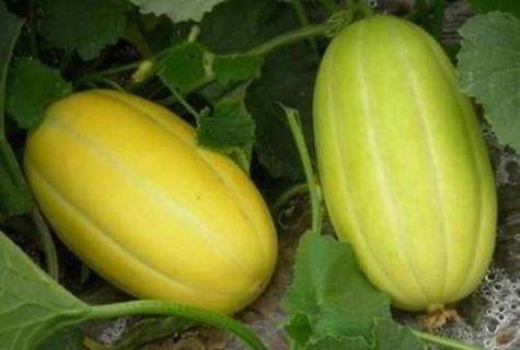 梦见香瓜的深度解析背后寓意与情感高效解读