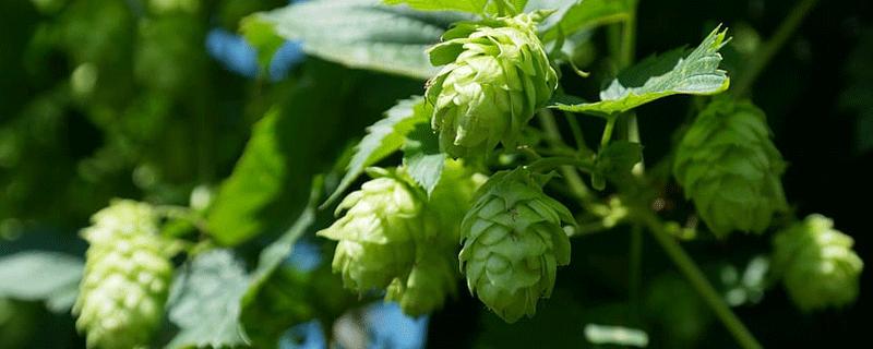 梦见啤酒花暗示哪些？揭开背后惊人的秘密！