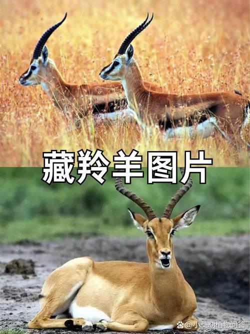 梦境解析藏羚羊象征的启示与生活实用技巧