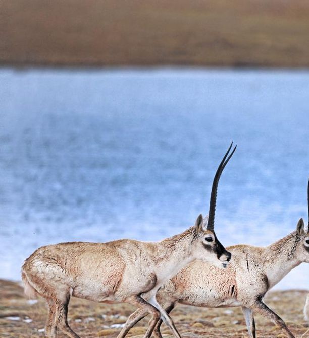 梦境解析藏羚羊象征的启示与生活实用技巧