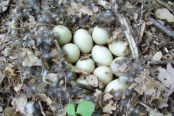 梦见好多鸭蛋解析精神暗示与财富征兆大对比