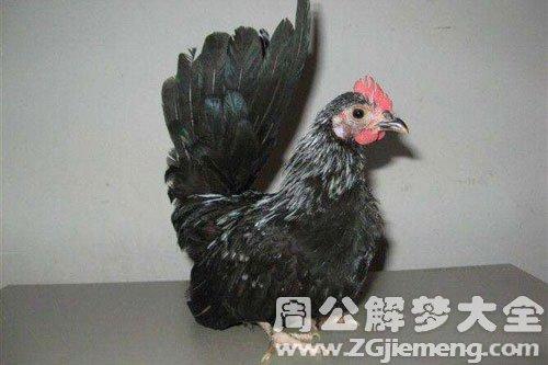 梦见矮脚鸡寓意解析高效解决方案了解生活运势