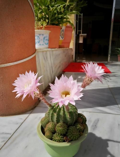 梦见仙人球预示哪些？探索其象征意义与生活启示