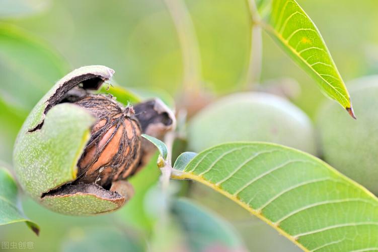 梦见核桃的5个象征意义，解读你的内心世界