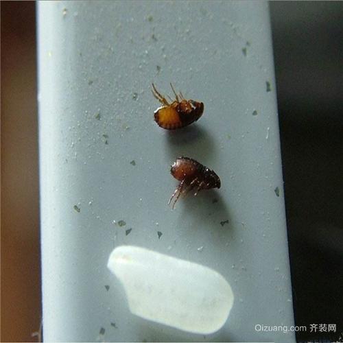 梦见跳蚤暗藏玄机？解读梦境背后的真实含义