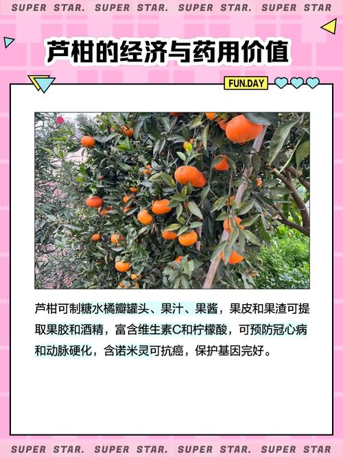 梦见芦柑的5种寓意揭秘，运势提升必看！