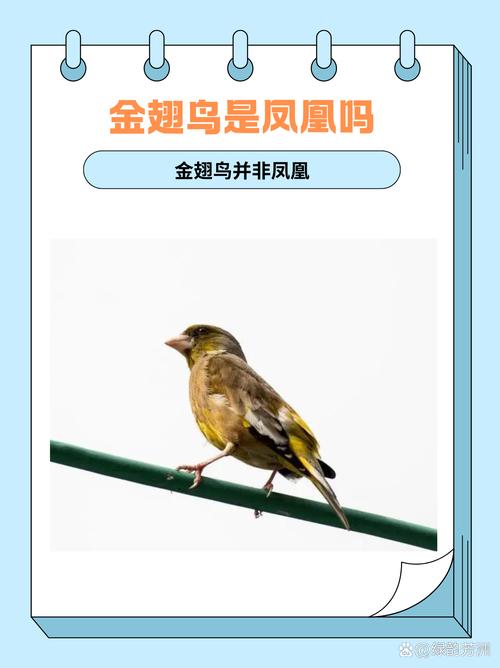 梦见金翅鸟预示哪些吉祥征兆？深度解读梦境背后的寓意