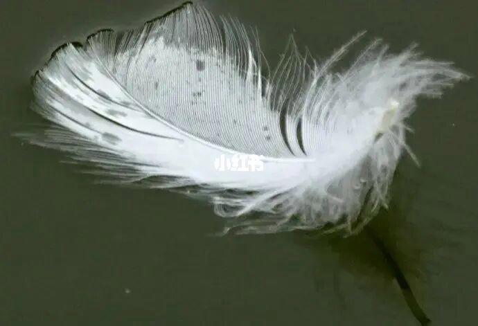 梦见鹅毛象征心理启示，解读潜意识的神奇寓意，引发深刻共鸣！