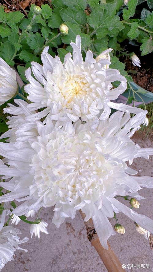 梦见白菊花暗含哪些深意？揭示梦境背后的秘密！