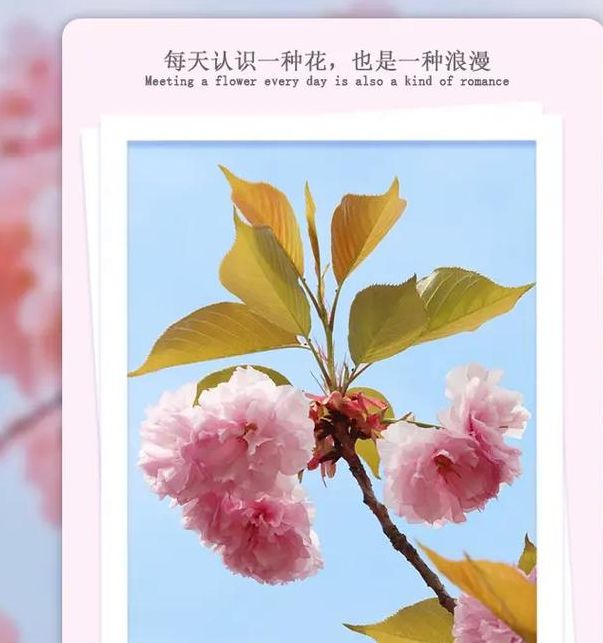 梦见樱花象征意义揭秘心理解读 vs 文化象征