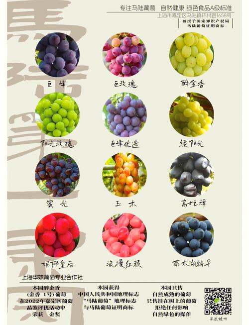 揭秘梦见葡萄园的5个深层寓意解读你潜意识中的信号