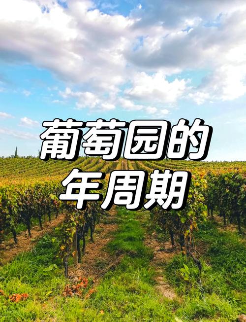揭秘梦见葡萄园的5个深层寓意解读你潜意识中的信号