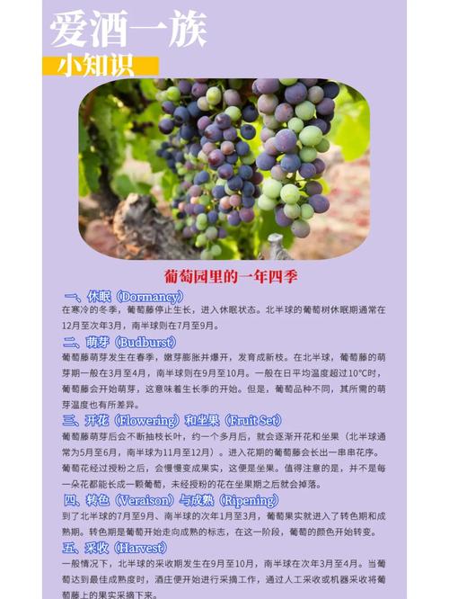揭秘梦见葡萄园的5个深层寓意解读你潜意识中的信号