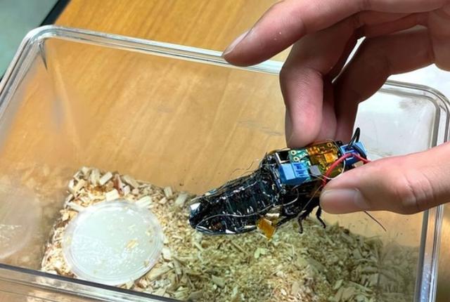 ‘半机械昆虫’如何在救灾中发挥奇迹般的作用？