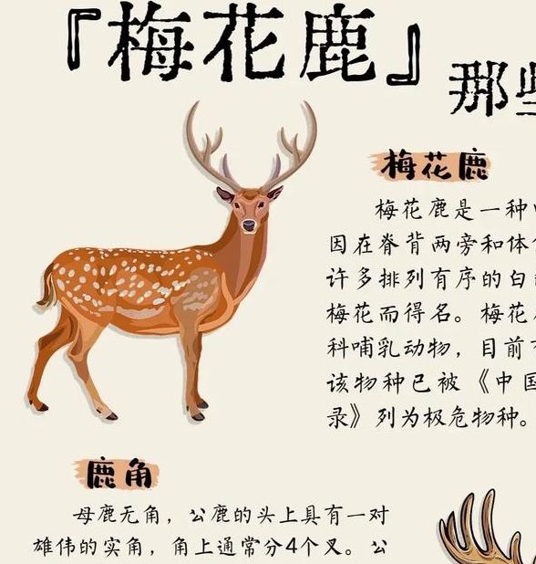 梦见牡鹿 vs 梦见梅花鹿解读你的内心预示与未来发展