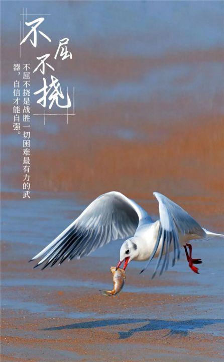揭秘梦见海鸥的5大象征意义，解读梦境玄机
