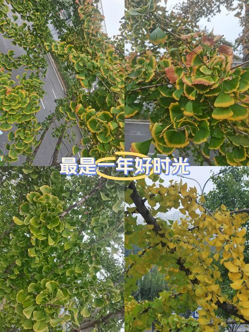 梦见银杏树叶寓意解析人生转折与机遇深度分析