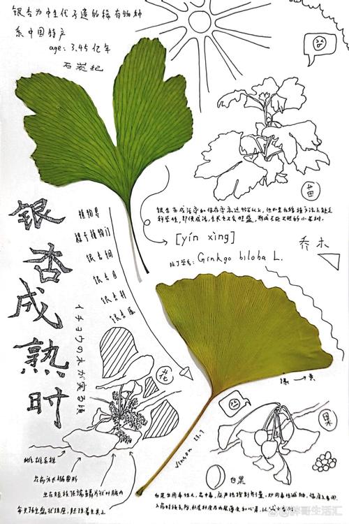 梦见银杏树叶寓意解析人生转折与机遇深度分析