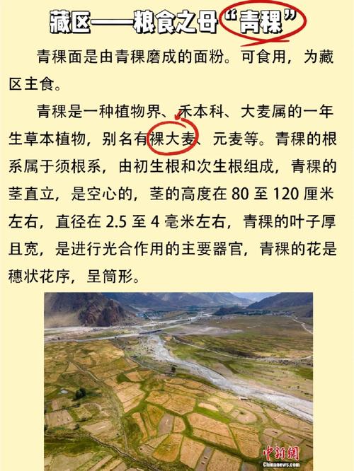 梦见青稞的象征意义吉祥预兆 vs 潜在挑战，如何解读？