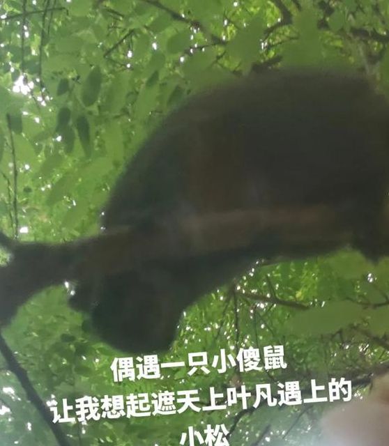 解密梦见松子的深层含义，提升生活幸福感