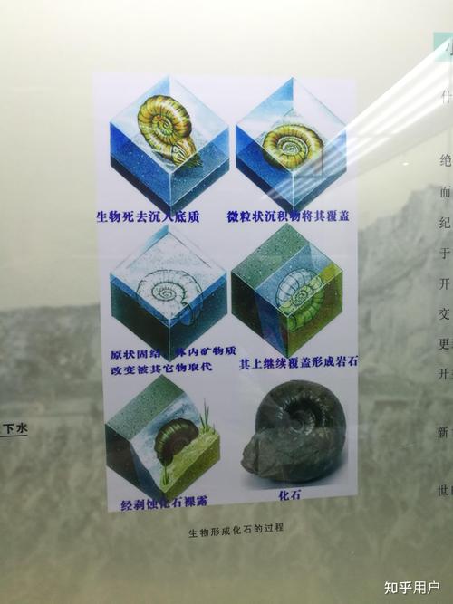 梦见化石的深层含义揭示隐藏的过去秘密