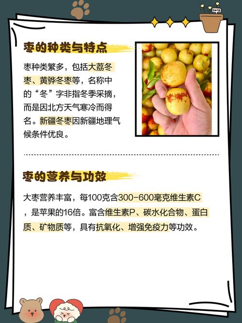 梦见摘枣寓意揭示潜意识中的丰收喜悦与生活智慧解析